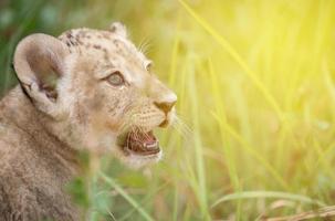 baby lion head shot among  dense grasses photo