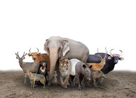 group of asia animals photo