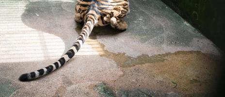 female bengal tiger Pee on the floor
