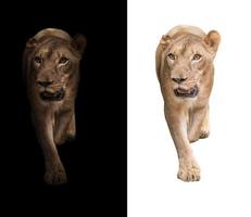 lion in the dark and white background photo