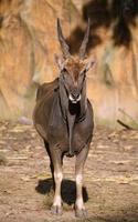 male eland in zoo photo