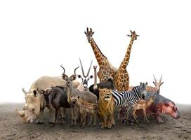grupo de animales africanos foto