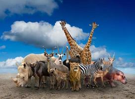 grupo de animales africanos foto