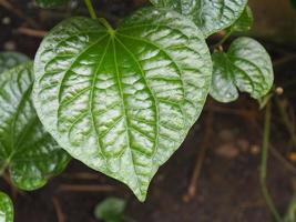 a Piper sarmentosum leaf or Chaplu focused in organic farm photo
