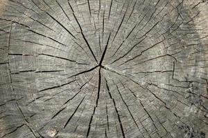 Texture of natural wood. photo