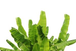 Banana leaf isolated on a white background with clipping path. photo