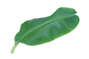 Banana leaf isolated on a white background with clipping path. photo