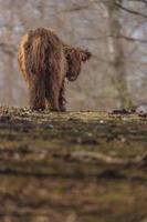 Highland cattle on meadow photo