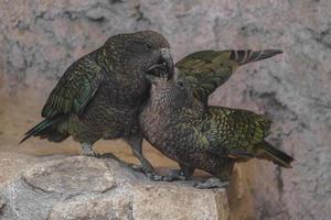 kea sobre piedras foto