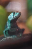 Sand lizard in terrarium photo