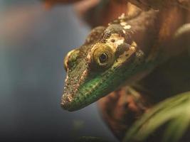 Baracoa giant anole photo