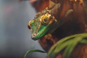 Baracoa giant anole photo