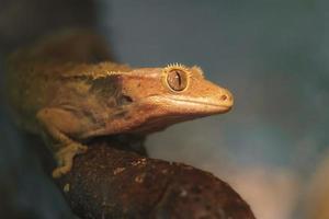 Crested gecko in terrarium photo