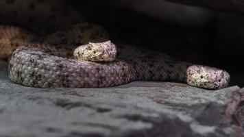 Western diamondback rattlesnake photo