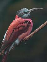 Northern carmine bee-eater photo