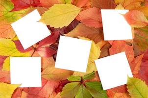 autumn leaves and sheets of paper photo