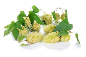 hop ingredient for beer photo