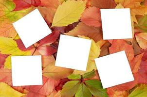 autumn leaves and sheets of paper photo