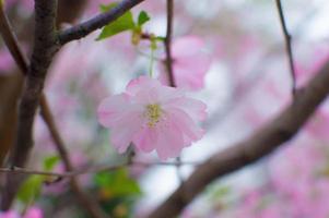 la belleza de la flor de cerezo vista en new jersey foto