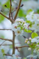 The Beauty of Cherry Blossom seen in NewJersey photo