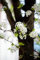 The Beauty of Cherry Blossom seen in NewJersey photo