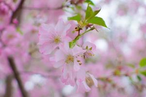 The Beauty of Cherry Blossom seen in NewJersey photo