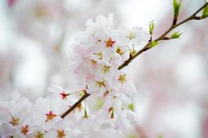 The Beauty of Cherry Blossom seen in NewJersey photo