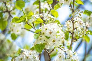 The Beauty of Cherry Blossom seen in NewJersey photo