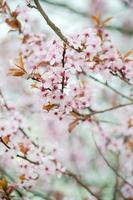 The Beauty of Cherry Blossom seen in NewJersey photo