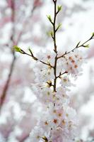 The Beauty of Cherry Blossom seen in NewJersey photo