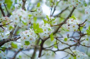 The Beauty of Cherry Blossom seen in NewJersey photo