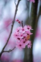 The Beauty of Cherry Blossom seen in NewJersey photo