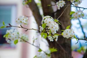 The Beauty of Cherry Blossom seen in NewJersey photo