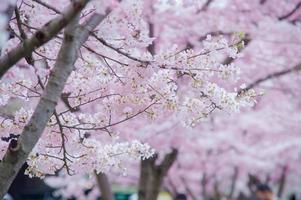 The Beauty of Cherry Blossom seen in NewJersey photo