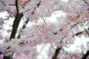 The Beauty of Cherry Blossom seen in NewJersey photo