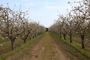 Pear Orchard Trees photo