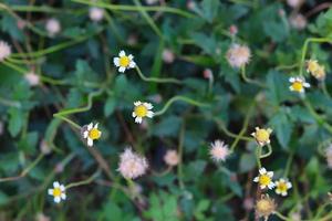 Daisy flower nature background photo