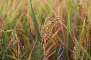 Closeup of rice seeds in the paddy field photo