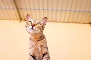 retrato de un gato gris con rayas sobre un suelo, primer plano, enfoque selectivo. foto