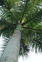 Coconut tree, bottom view coconut tree closeup on somewhere island in Thailand photo