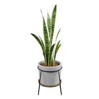 3D rendering isolated ceramic flowerpot and snake plant in white background photo