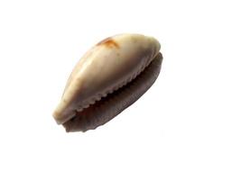 Exotic sea shells on a white background photo