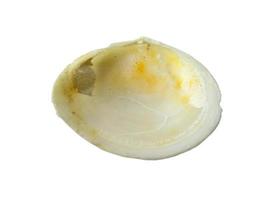 Mollusk shells isolated on white background. Oyster with white background photo