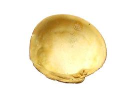 Mollusk shells isolated on white background. Oyster with white background photo
