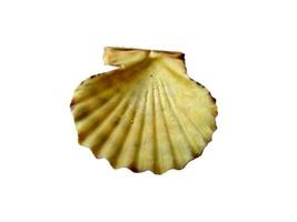 Exotic sea shells on a white background photo