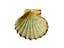 Exotic sea shells on a white background photo