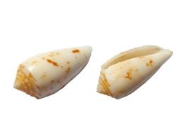 Exotic sea shells on a white background photo