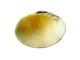 Exotic sea shells on a white background photo