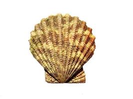 Exotic sea shells on a white background photo