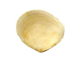 Mollusk shells isolated on white background. Oyster with white background photo